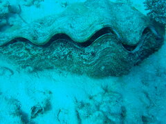 Tridacna derasa