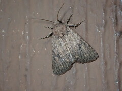 Protorthodes