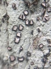 Lecanactis subfarinosa