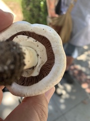 Agaricus californicus