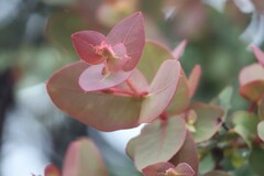 Corymbia setosa