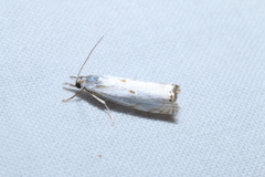 Microcrambus biguttellus