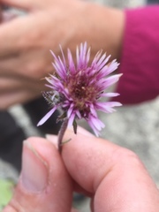Erigeron alpinus