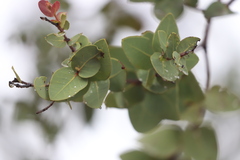 Corymbia setosa