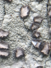 Lecanactis subfarinosa