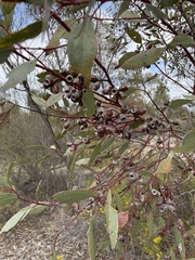 Eucalyptus incrassata