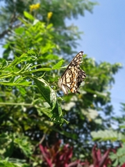 Papilio demoleus