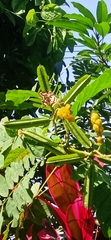 Papilio demoleus