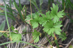 Ranunculus eschscholtzii