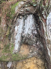 Lecanactis subfarinosa