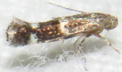 Elachista illectella