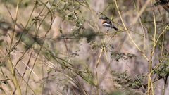 Batis pririt affinis