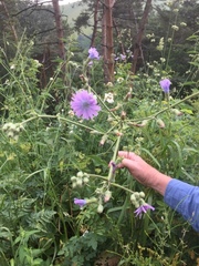 Cicerbita macrophylla