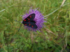 Zygaena lonicerae