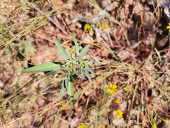 Euphorbia exstipulata