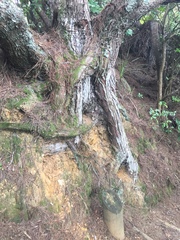 Lecanactis subfarinosa