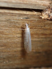 Eremochrysa punctinervis