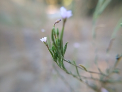 Epilobium brachycarpum