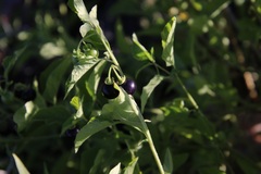 Solanum interius