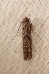 Blastobasis tanyptera