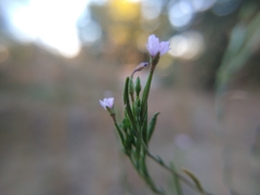 Epilobium brachycarpum