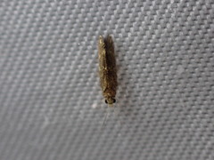 Hydroptilidae