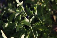 Solanum interius
