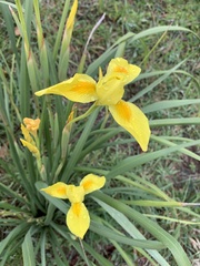 Irideae