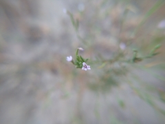 Epilobium brachycarpum