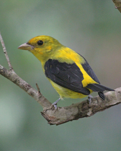 Scarlet Tanager