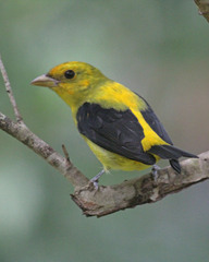 Scarlet Tanager photo 5