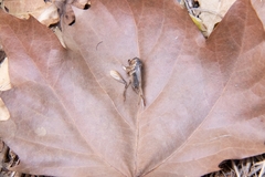 Svercacheta siamensis