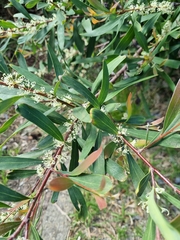 Hakea salicifolia