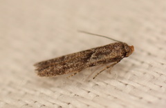 Blastobasis tanyptera