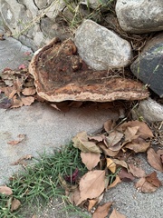 Ganoderma polychromum