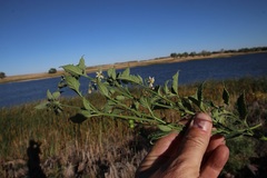 Solanum interius