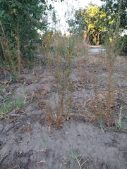 Epilobium brachycarpum