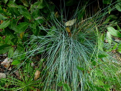 Festuca actae