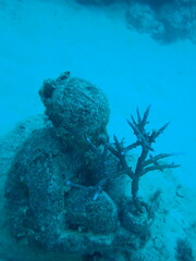 Acropora muricata