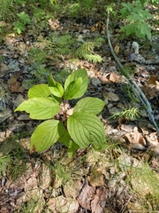 Cornus alba