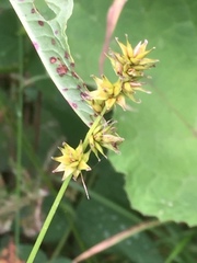 Carex spicata