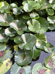 Nymphaea alba