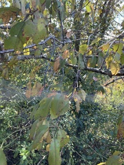 Prunus serotina