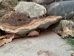 Ganoderma polychromum