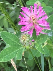 Trifolium medium