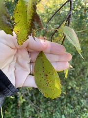 Prunus serotina