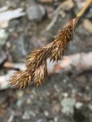 Carex leporina