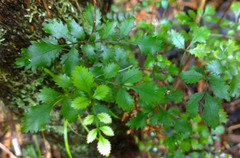 Pterophylla sylvicola