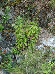 Artemisia suksdorfii