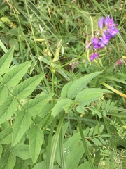 Astragalus